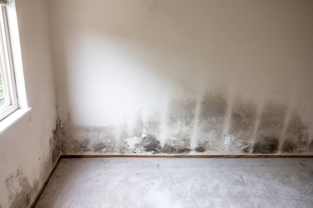 Asbestos and Lead Testing During Mold Inspection in Blackshear, GA